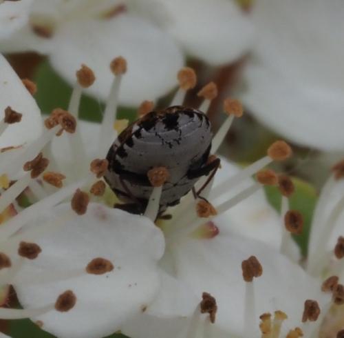 Anthrenus sp.